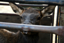 cow_elk_prior_to_processing_oct_2020