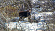 cow_moose_cropped