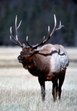 large bull elk in grass at Craig mountain