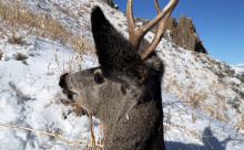 cropped_mule_deer_buck_hailey_nov_2022