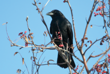 crow in tree January 2016