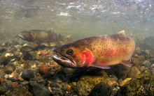 cut throat spawning underwater shot July 2011