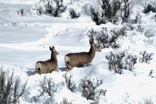 doe and fawn mule deer deep in snow
