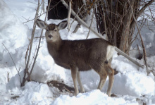 mule deer doe in snow January 2005