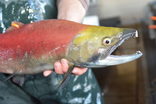 Sockeye Salmon