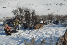  collared mule deer being released from the deer capture at Blacks Creek January 2017 medium shot