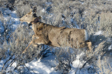 Mule deer, radio collar, telemetry, Southwest Region