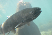 Chinook salmon, Boise River, fishing