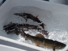 Brook trout, yy male, hatchery, 