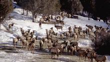 elk herd Winter Feeding 2005