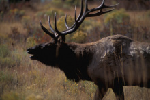 bull elk bugling 