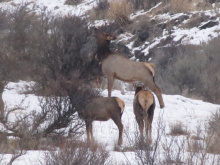 elk eating bitterbrush in snow at the Andrus WMA Wildlife Management Area
