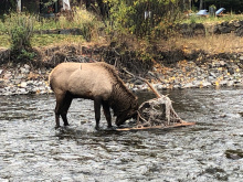 elk_in_big_wood_river_with_hammock_in_antlers