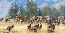 large herd of elk medium shot March 2011