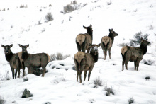 herd of cow elk in snow medium shot
