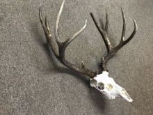 deer_skull