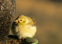female_american_goldfinch_with_potential_salmonellosis