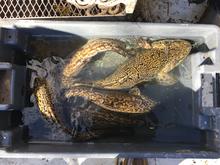 Burbot from the Kootenai River