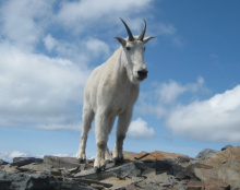 Mt goat Scotchman Peak