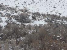 mule deer in southeast Idaho