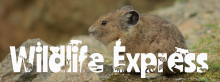 Wildlife Express Pikas Banner: November 2019