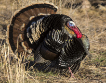 wild turkey 2016 eastern Idaho