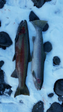 A limit of Clearwater River Steelhead