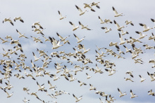 Snow Geese stop over at Fort Boise WMA on their spring journey north