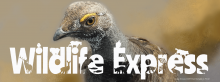 An up close big-eyed bird stares with one eye.