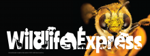 Wildlife Express Banner: Bees