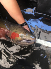 Adult male steelhead