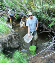 Steelhead collected from Spring Valley Creek 