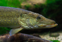 Northern pike in the Aquarium Dubuisson (fr) Brochet_Luc_Viatour.jpg