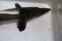 Juvenile sturgeon