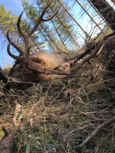 5-point bull elk killed and abandoned in Clearwater Region in 2017