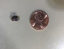 air_gun_pellet_retrieved_from_lung_tissue_of_deer_aug_2019