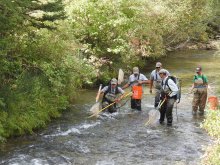 Backpack electrofishing 