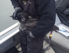 banded_loon_extra_closeup_on_cascade_2018