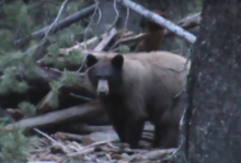 Bear baiting video screenshot