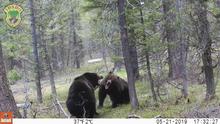 grizzly bear fighting