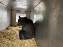 Bear Cub in a trap