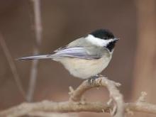 black-capped_chickadee