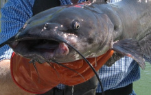 channel_catfish_edited