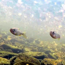 Chinook parr Red River