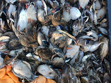 cholera outbreak near Parma, waterfowl, ducks, Southwest Region, 