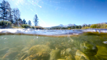 Chinook Salmon spawning Salmon River