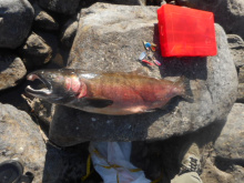 coho salmon in the Clearwater 2017