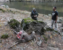 Bighorn sheep poaching, Salmon River, 2015