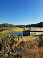 crystal_springs_pond_southeast_idaho_aquatic_vegetation_2022