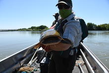 Snake River Catfish.jpg